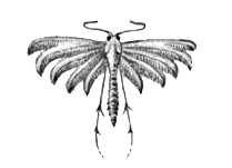 Бабочки. Пальцекрылка пятипалая (Alucita pentadactyla) — Европа, Вост. Сибирь и М. Азия.