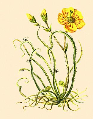 Насекомоядные растения. Росолист (Drosophyllum lusitanicum).
