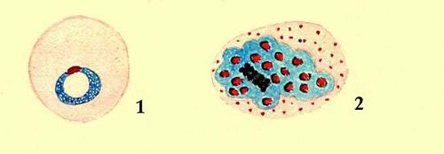 Возбудитель малярии (Plasmodium vivax): 1 — в эретроците человека; 2 — стадия бесполого размножения.