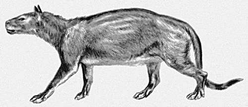 Фенакодус (Phenacodus primoevus).