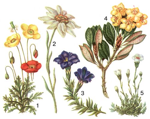 Альпийская растительность: 1 — альпийский мак (Papaver nudicaule), красный и желтый, Алтай, Саяны; 2 — эдельвейс (Leontopodium alpinum), Альпы, Карпаты; 3 — горечавка пиренейская (Gentiana Pyrenaica), Кавказ; 4 — рододендрон желтоцветный (Rhododendron chrysanthum), Алтай, Саяны; 5 — камнеломка дернистая (Saxifraga caespitosa), Сев. Урал.
