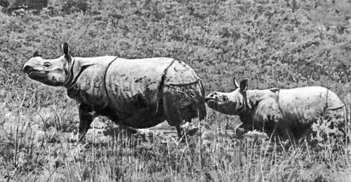 Заповедник Казиранга (Индия). Большой индийский носорог.