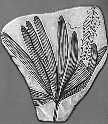 Рис. 5б. Отпечатки листьев: Ginkgo sibirica из юрских отложений Иркутского бассейна.