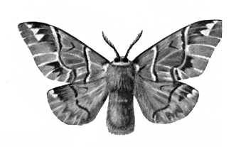 Бабочки. Коконопряд березовый (Endromis versicolora) — Европа, Сибирь, Д. Восток.