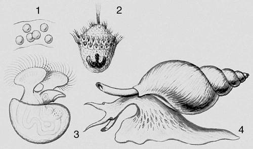 Рис. 4 (III). Метаморфоз брюхоногого моллюска: 1 — яйца, 2, 3 — личинки (2 — трохофора, 3 — велигер), 4 — взрослый моллюск.