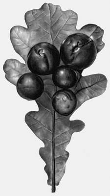 Опухоли у растений: галлы на листе дуба черешчатого, вызываемые орехотворкой Cynips quercusfolii.