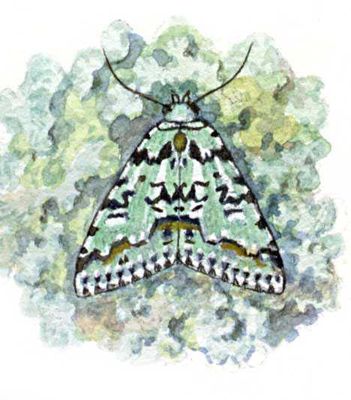 Бабочки. Совка лишайница (Daseochaeta alpium) — Европа, Сибирь, Д. Восток, Китай, Япония.