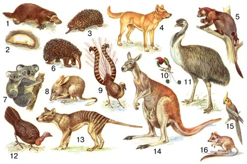 Характерные животные Австралийской области: 1— утконос; 2 — сумчатый крот; 3 — ехидна; 4 — динго; 5 — древесный кенгуру; 6 — проехидна; 7 — коала (сумчатый медведь); 8 — сумчатый барсук; 9 — лирохвост; 10 — райская птица гоби; 11 — эму; 12 — большеног (телегала, или сорная курица); 13 — сумчатый волк; 14 — большой кенгуру; 15 — попугай корелла; 16 — сумчатый прыгун.