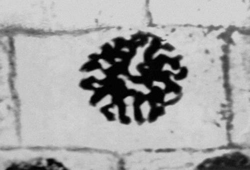 Рис. 2 (3). Митоз в меристематических клетках корешка лука (микрофотография). Поздняя профаза (разрушение ядерной оболочки).