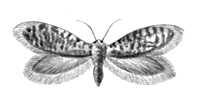 Бабочки. Эриокрания (Eriocrania sparmanella) — Сев. и Ср. Европа, Сибирь.