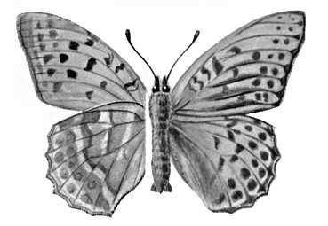 Бабочки. Перламутровка большая лесная (Argynnis paphia) — Европа, Сев. и Вост. Азия.