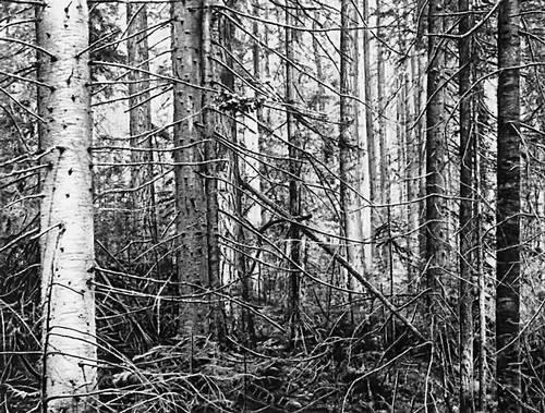 что такое тайга кратко. Смотреть фото что такое тайга кратко. Смотреть картинку что такое тайга кратко. Картинка про что такое тайга кратко. Фото что такое тайга кратко