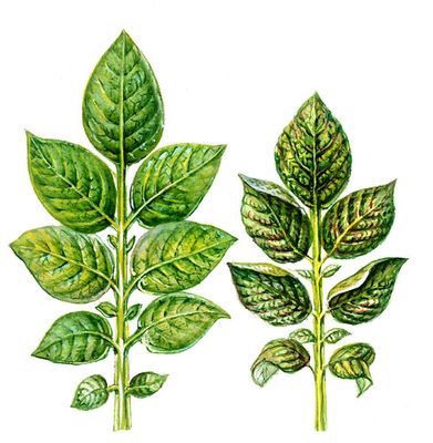 Морщинистая мозаика картофеля: слева — здоровый лист, справа — больной лист.