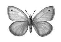 Бабочки. Сенница обыкновенная (Coenonympha pamphillius) — Европа, Зап. Сибирь, Ср. и М. Азия.