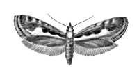 Бабочки. Капустная моль (Plutella maculipennis) — почти весь земной шар. Вредитель капусты.