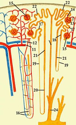 Кровоснабжение нефрона: 11 — дуговая артерия; 12 — дуговая вена; 13 — приносящая артериола; 14 — выносящая артериола; 15 — почечный клубочек; 16 — прямые артерии и вены; 17 — проксимальный извитой каналец; 18 — проксимальный прямой каналец; 19 — тонкий нисходящий отдел петли Генле; 20 — тонкий восходящий отдел петли Генле; 21 — толстый восходящий отдел петли Генле; 22 — дистальный извитой каналец; 23 — собирательная трубка; 24 — выводной проток.