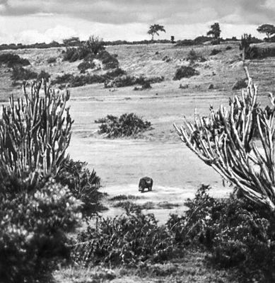 Саванна с канделябровидными молочаями. Национальный парк Киву.