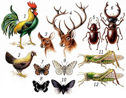 Примеры диморфизма у животных. 1 — петух, 2 — курица; 3 — олень, самка, 4 — самец; 5 — жук-олень, самка, 6 — самец; 7 — бабочка пестрокрыльница, весенняя форма, 8 — летняя форма; 9 — березовая пяденица, нормальная форма, 10 — темная форма; 11 — азиатская саранча, стадная форма, 12 — одиночная форма.