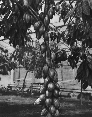 Дерево какао перед уборкой урожая в опорном пункте сада под Гагрой.