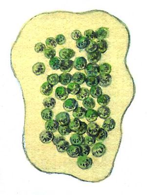 Синезёленые водоросли. Микроцистис (Microcystis).