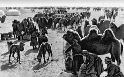 Заготовка верблюжьей шерсти в Южном Гоби.