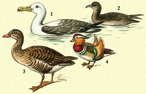 1 — темноспинный альбатрос; 2 — тонкоклювый буревестник; 3 — гусь-гуменник; 4 — мандаринка.