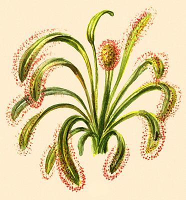 Насекомоядные растения. Росянка капская (Drosera capensis).