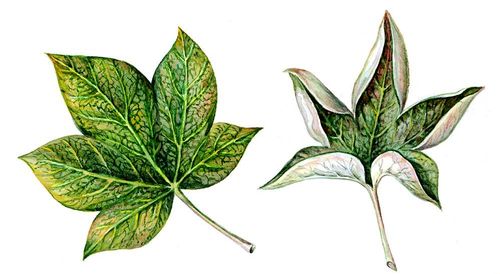 Скручивание листьев хлопчатника: слева — здоровый лист, справа — больной лист.