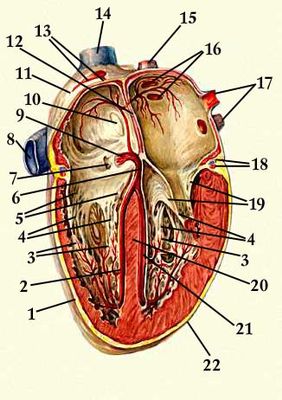Проводящая система сердца: 1 — правый желудочек; 2 — правая ножка предсердно-желудочкового пучка; 3 — сосочковые мышцы; 4 — сухожильные струны; 5 — правый предсердно-желудочковый клапан (трёхстворчатый); 6 — предсердно-желудочковый пучок; 7 — устье венечной пазухи; 8 — нижняя полая вена; 9 — предсердно-желудочковый узел; 10 — овальная ямка; 11 — правое предсердие; 12 — межпредсердная перегородка; 13 — синусно-предсердный узел; 14 — верхняя полая вена; 15 — правая лёгочная вена; 16 — устья правых лёгочных вен; 17 — левые лёгочные вены; 18 — сосуды сердца; 19 — левый предсердно-желудочковый клапан (метральный); 20 — межжелудочковая перегородка; 21 — левая ножка предсердно-желудочкового пучка; 22 — левый желудочек.