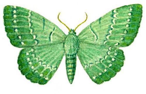 Бабочки. Пяденица большая зеленая (Hipparchus papilionaria) — Европа, внетропич. Азия.