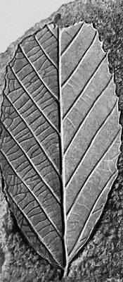 Рис. 5в. Отпечатки листьев: каштанодуб Dryophyllum deivalquei из палеоценовых отложений близ г. Камышина.