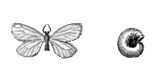 Бабочки. Мешочница улиткообразная (Apterona crenulella) — Ср. и Юж. Европа, Казахстан. Самец и самка в чехлике.