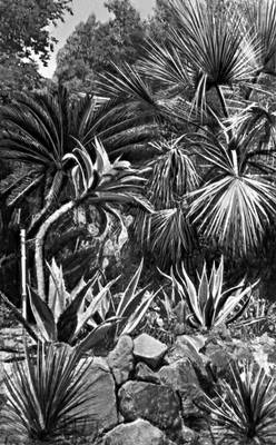 Батумский ботанический сад. Юкки, агавы и пальма эритея вооружённая.