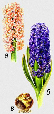 Гиацинты (Hyacinthus), сорта: а — 'Chestnut Flowu' (Цветки каштана), б — 'Ostara' (Остара), в — луковица.