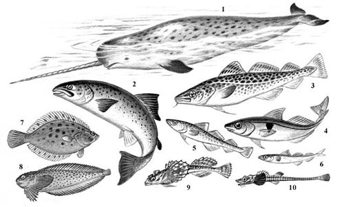 Характерные животные Арктической области моря. Млекопитающие: 1 — нарвал. Рыбы: 2 — сёмга; 3 — треска; 4 — пикша; 5 — европейская навага; 6 —сайка; 7 — полярная камбала; 8 — липарис; 9 — четырёхрогий бычок; 10 — морская лисичка.