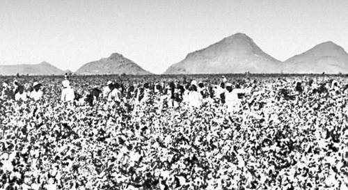 Сбор хлопка на полях провинции Эритрея.