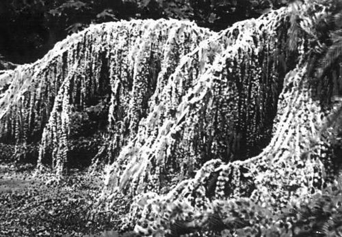 Никитский ботанический сад. Кедр атласский сизый плакучий (Cedrus atlantica var glauca pendula), садовая форма.