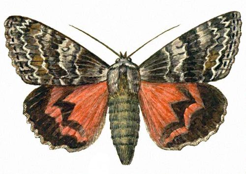 Бабочки. Ленточница малиновая (Catocala sponsa) — Ср. и Юж. Европа, М. Азия.
