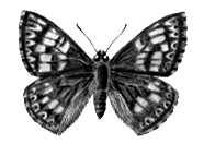 Бабочки. Люцина, или пеструшка лесная (Nemeobius lucina), — Ср. и Юж. Европа.