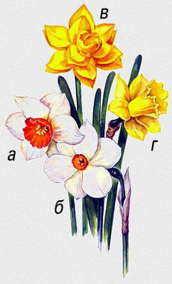 Нарциссы (Narcissus), сорта: а — Kilvorth (Кильворт), б — Actaea (Воронец), в — Golden Dukat (Золотой дукат), г — Golden Harvest (Золотой урожай).