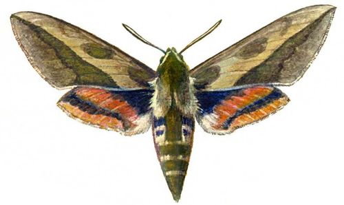 Бражник молочайный (Celerio euphorbiae) — Европа, Передняя и Ср. Азия. Бабочка.