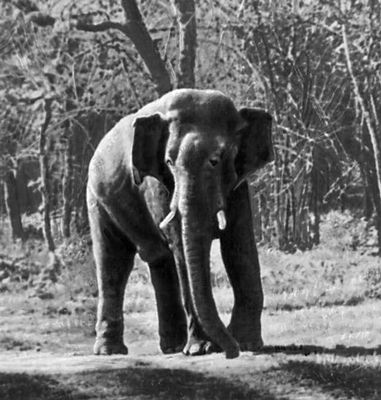 Заповедник Бандипур (Индия). Индийский слон.