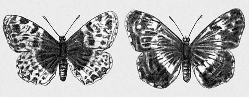 Рис. 6. Сезонная изменчивость у бабочки пестрокрыльницы; слева — весенняя форма, справа — летняя.