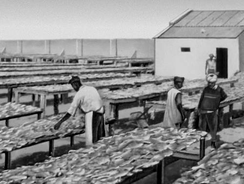 Сушка рыбы на рыбном заводе в г. Нуадибу.