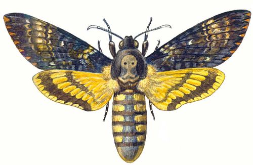 Бабочки. Бражник «мертвая голова» (Manduca atropos) — Юж. и Ср. Европа, Юго-Зап. Азия, Африка. Бабочка.