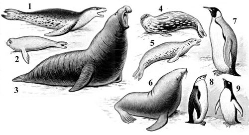 Характерные животные Антарктической области: 1 — морской леопард; 2 — тюлень Росса; 3 — морской слон; 4 — тюлень Уэдделла; 5 — тюлень-крабоед; 6 — южный котик; 7 — императорский пингвин; 8 — антарктический пингвин; 9 — пингвин Адели;
