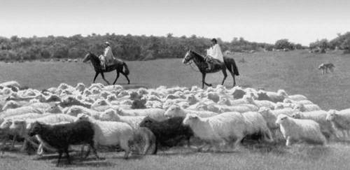 Уругвай. Перегон овец.