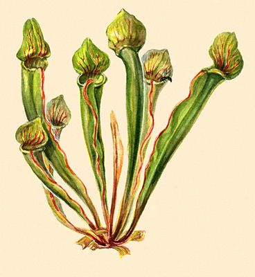 Насекомоядные растения. Саррацения (Sarracenia drummondii).