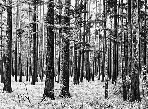 что такое тайга кратко. Смотреть фото что такое тайга кратко. Смотреть картинку что такое тайга кратко. Картинка про что такое тайга кратко. Фото что такое тайга кратко
