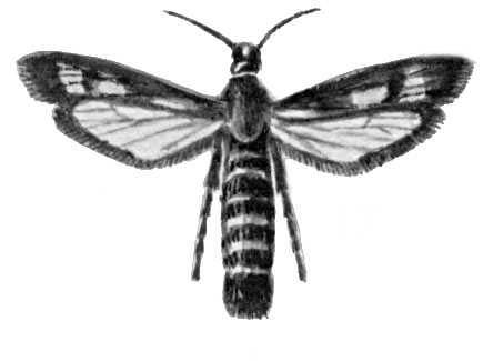 Бабочки. Стеклянница малинная (Bembecia hylaeiformis) — Ср. и Юж. Европа. Вредитель малины.